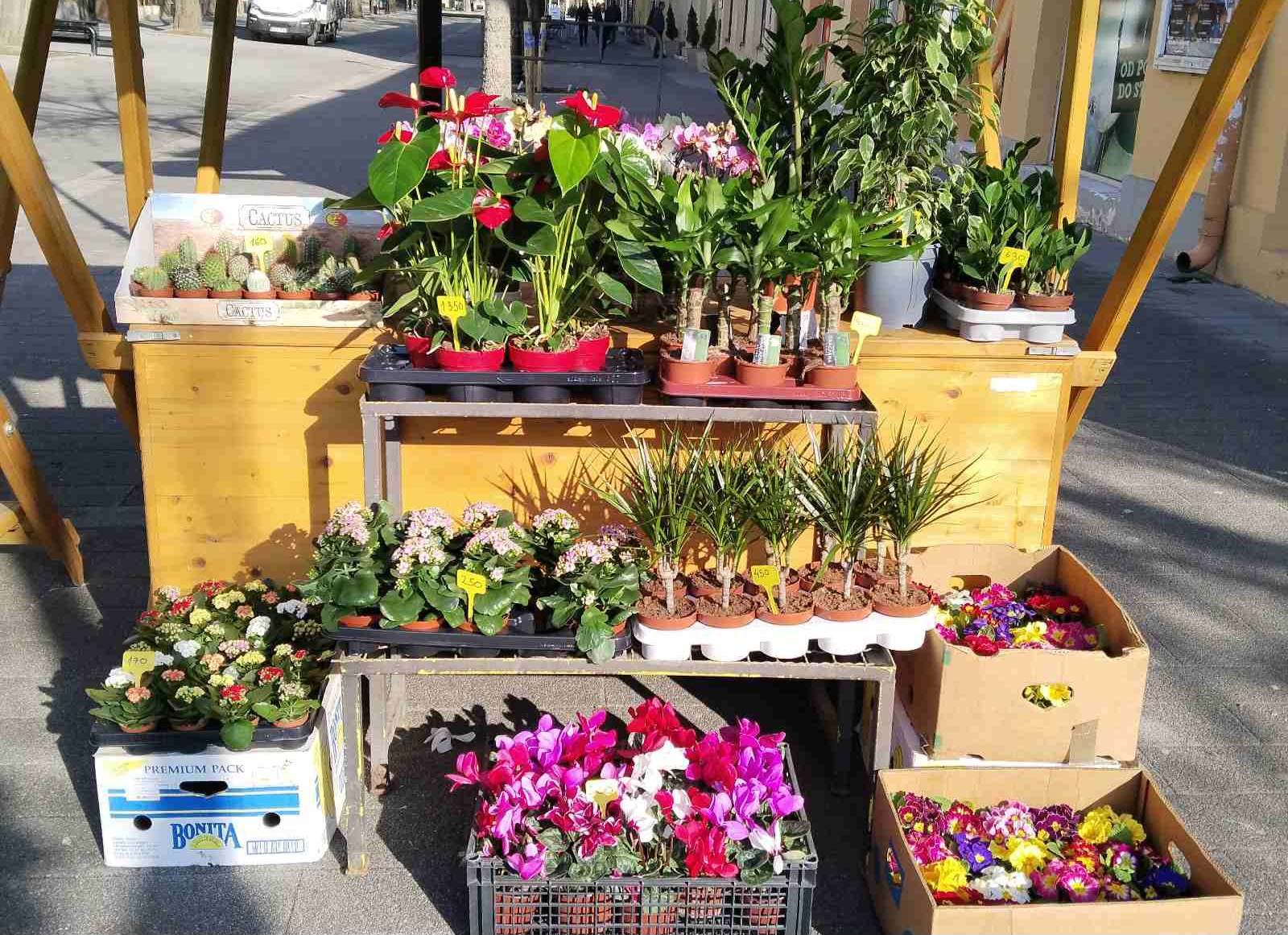 JKP "Zelenilo" organizovalo prodaju saksijskog cveća u susret 8. martu